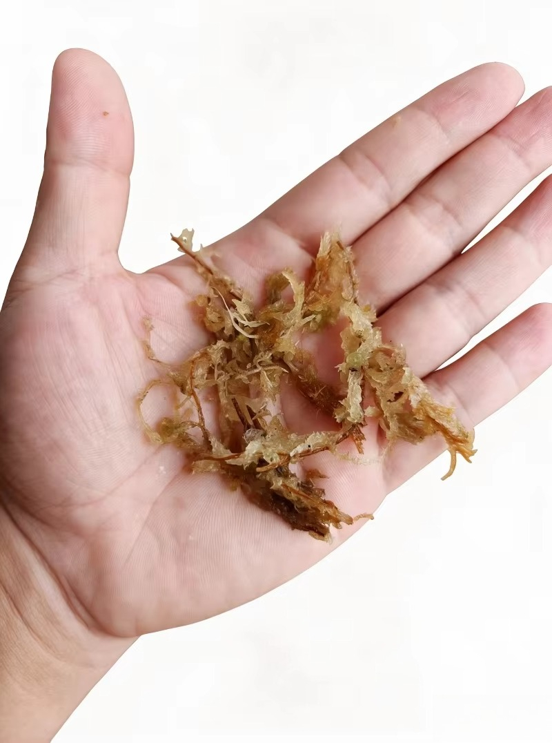 Premium Sphagnum Moss for Orch - Sphagnum Moss Dry review and price