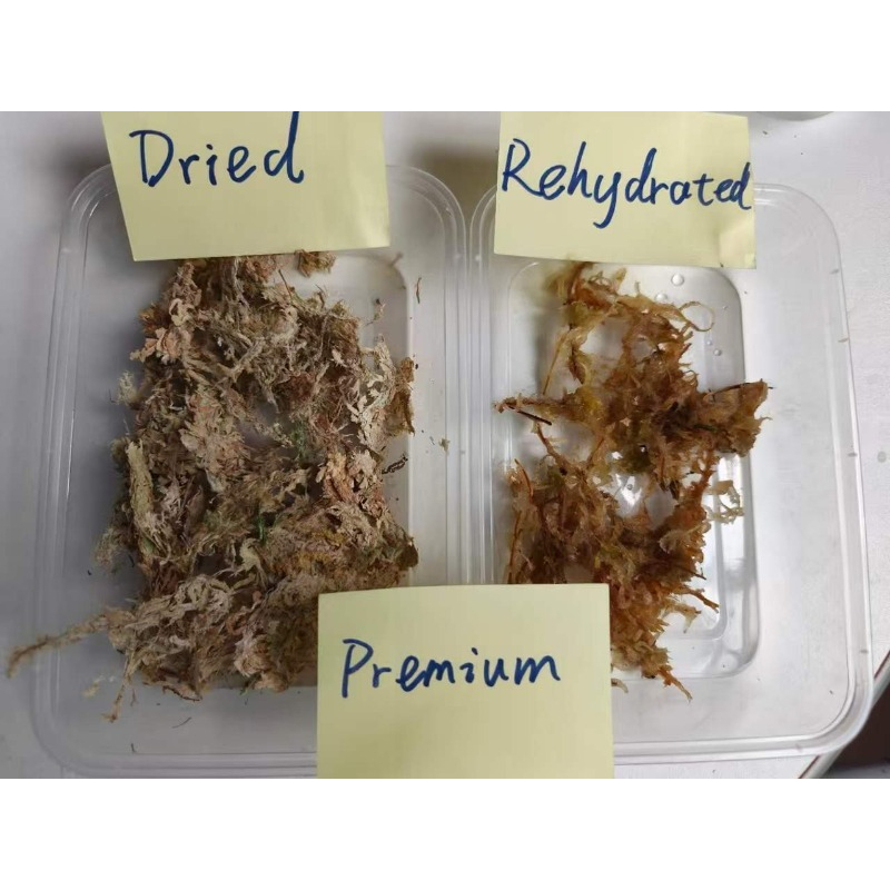 Premium Sphagnum Moss for Orch - Sphagnum Moss Dry review and price