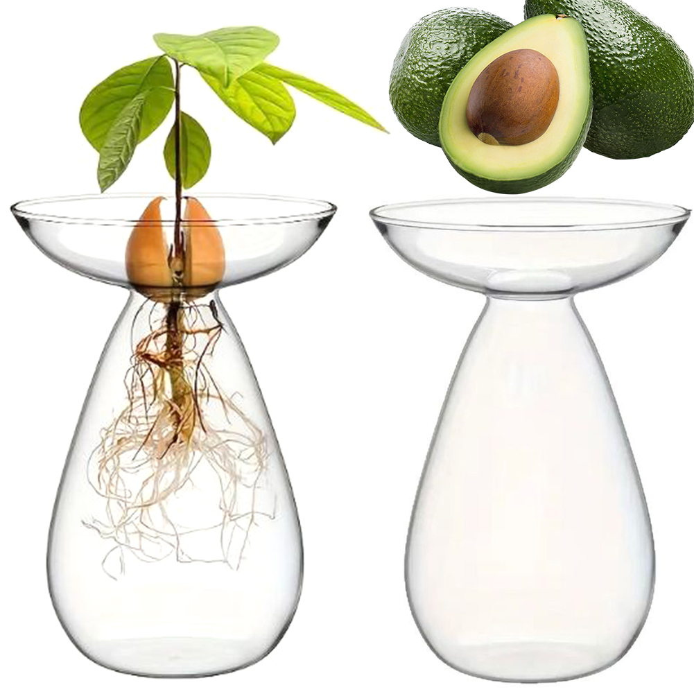 Avocado Seed Starter Vase Tran - Propagation Station Vase review and price